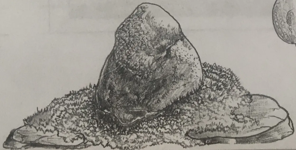 Native ecological landscape project by Ecology Landscape Design in the Twin Cities