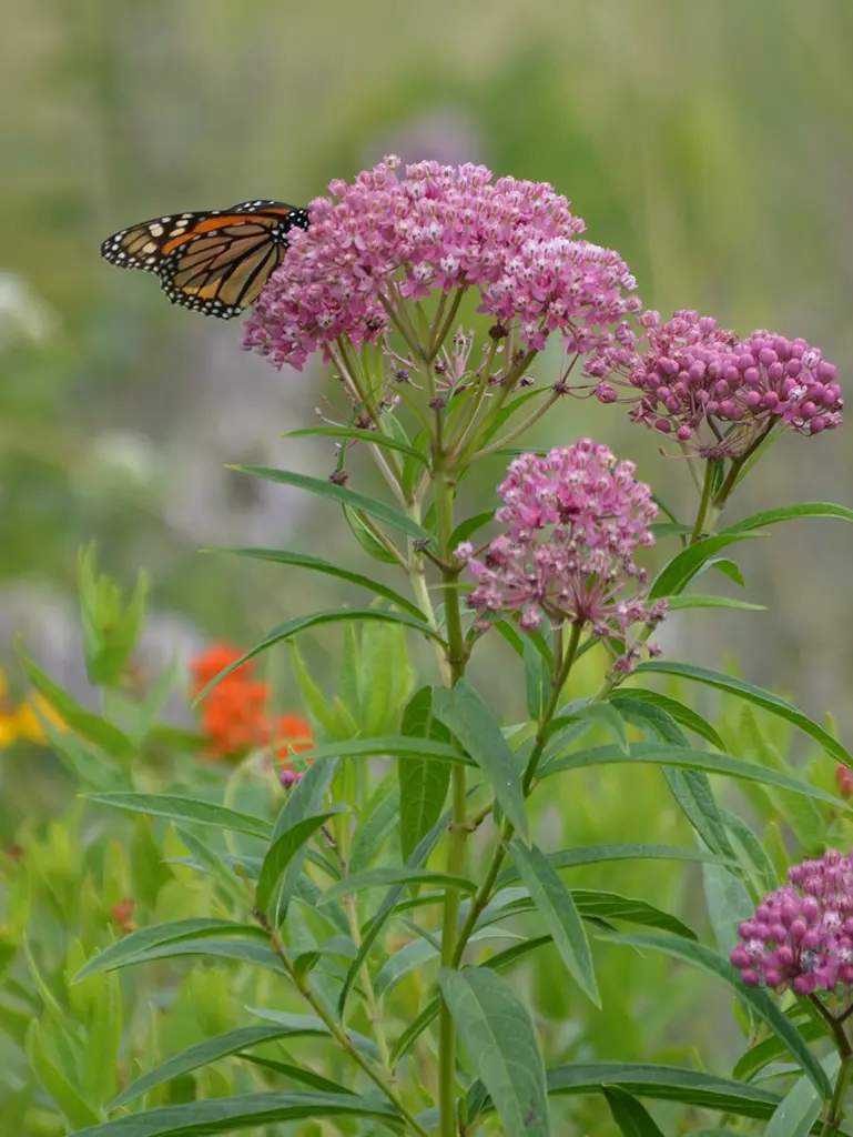 Rose Milkweed with Monarch butterfly in a pollinator garden by Ecology Landscape Design