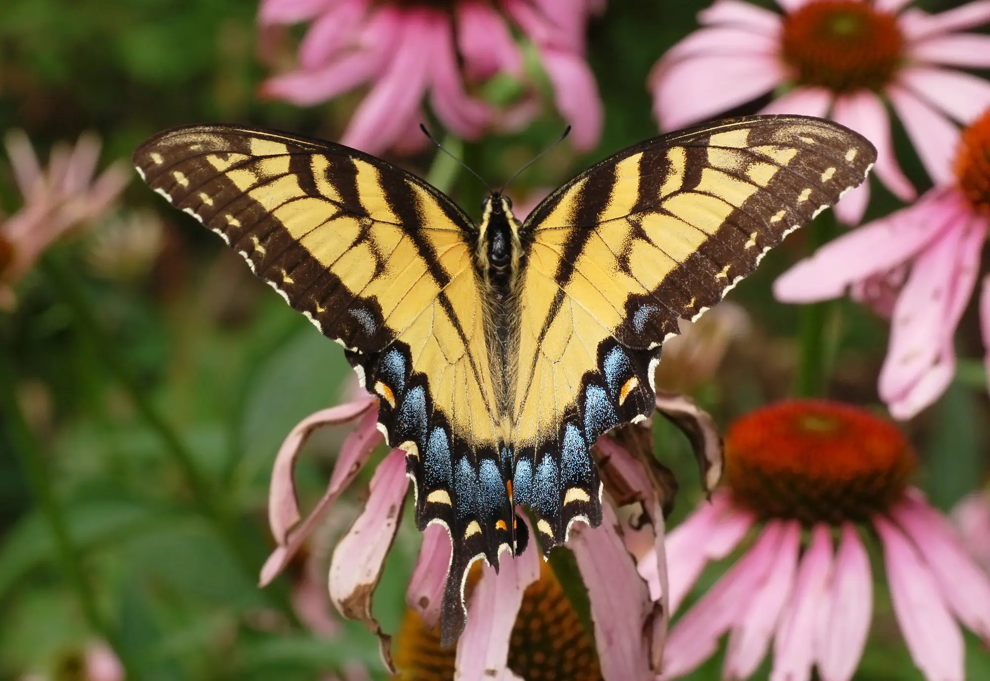 Eastern Tiger Swallowtail butterfly in a native habitat garden