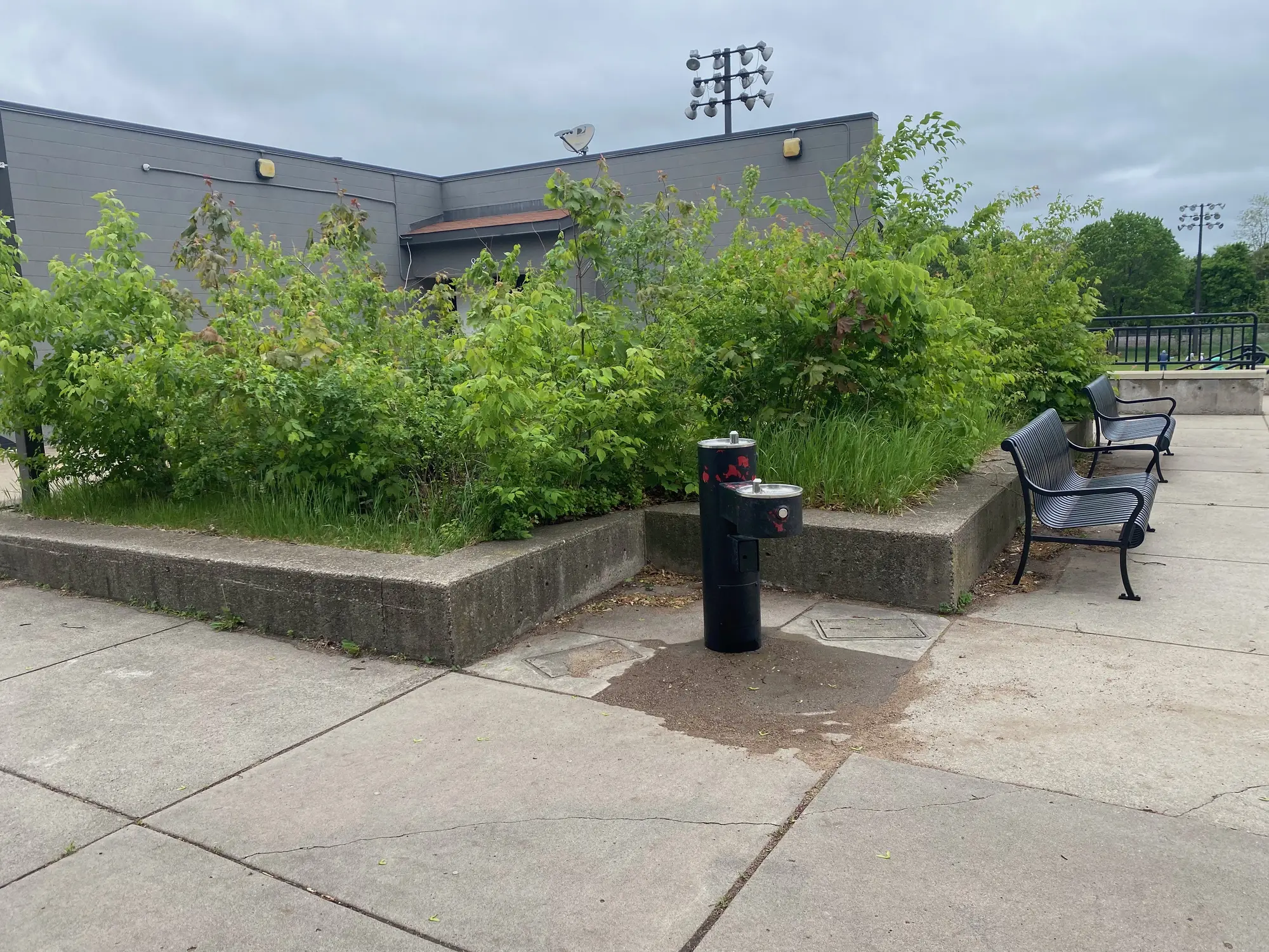 Native landscape installation by Ecology Landscape Design in Saint Paul
