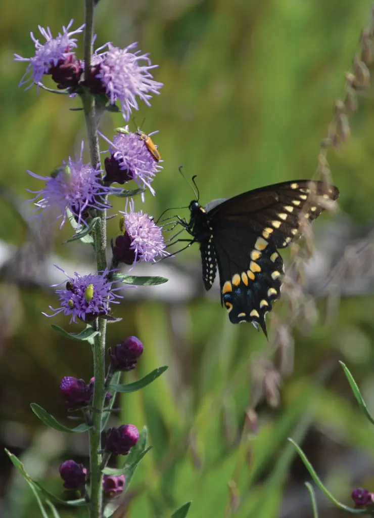 Rough Blazing Star with Black Swallowtail butterfly in a native pollinator garden