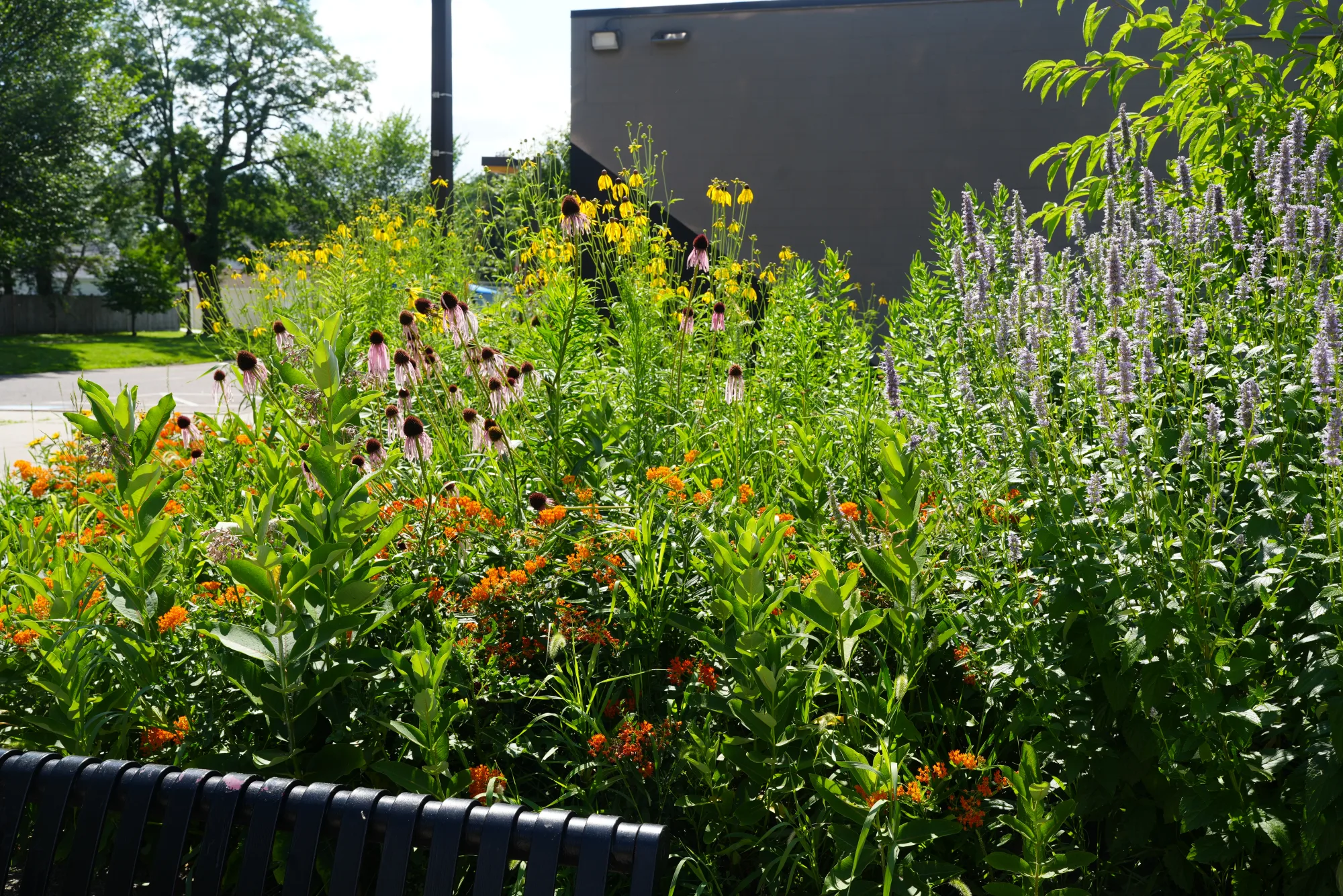 Ecological landscape with native plantings by Ecology Landscape Design