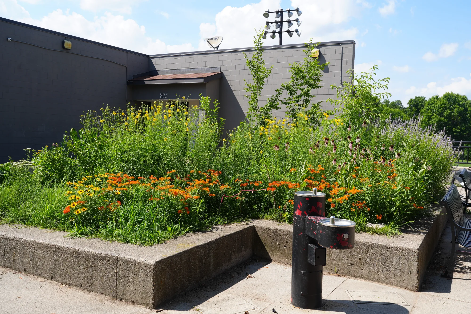 Native plant garden in the Twin Cities by Ecology Landscape Design