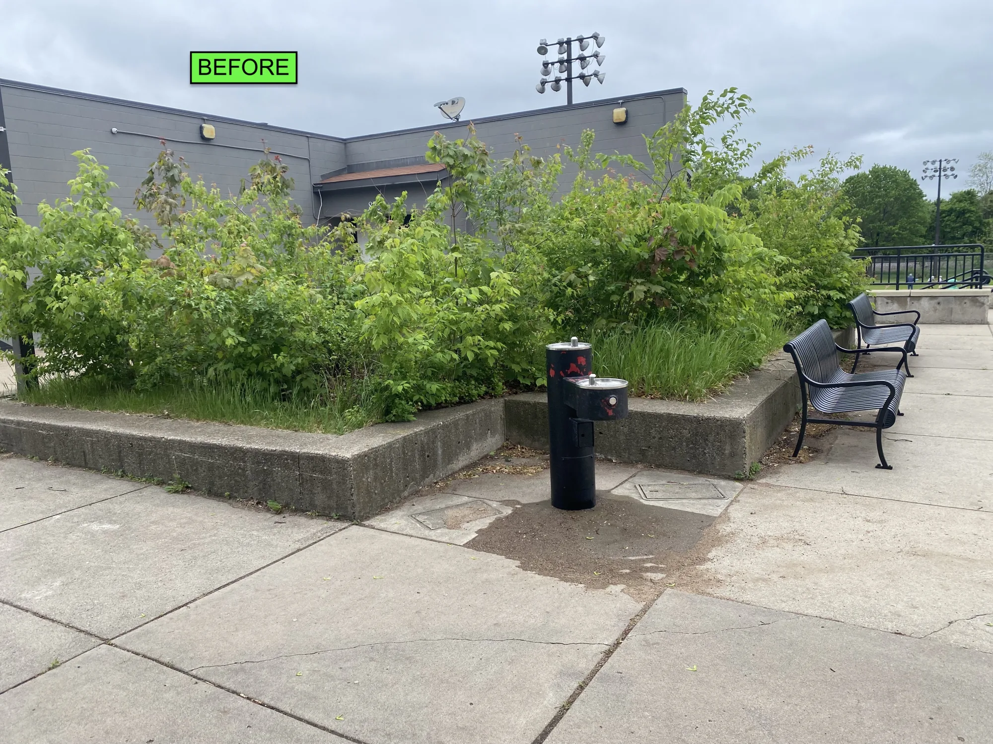 Native landscape installation by Ecology Landscape Design in Saint Paul